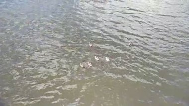 Rusya 'da yazın vahşi kuşlar