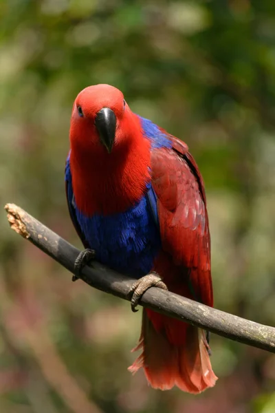 red blue parrot on branch isolated bokeh background