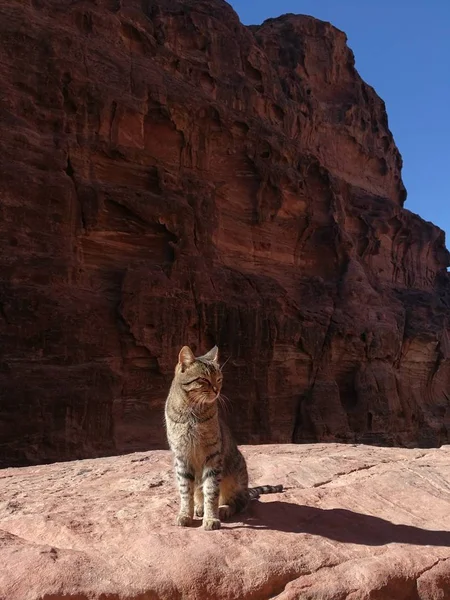 Jordan Petra kedi