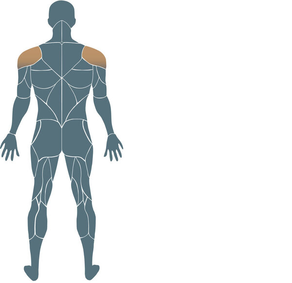 мышечная карта для человека назад
