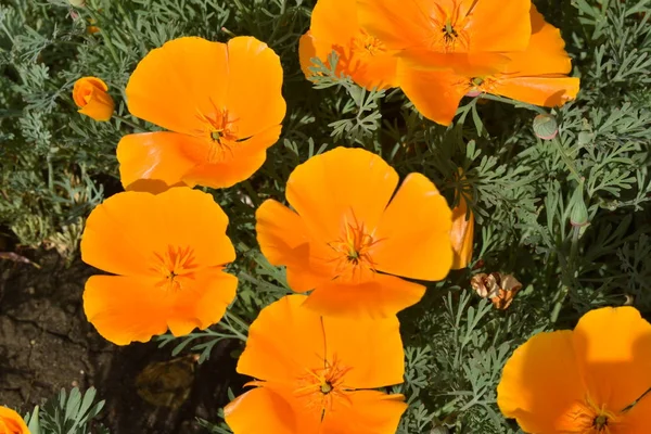 Escholzia summer flowers in the garden.