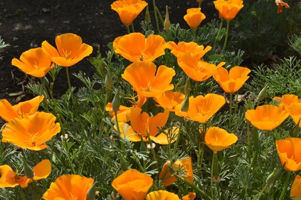 Escholzia summer flowers in the garden.