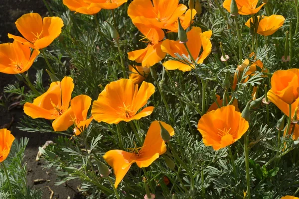 Escholzia summer flowers in the garden.