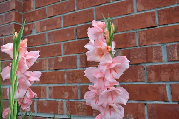 Flowers pink gladioli air kiss in the group.