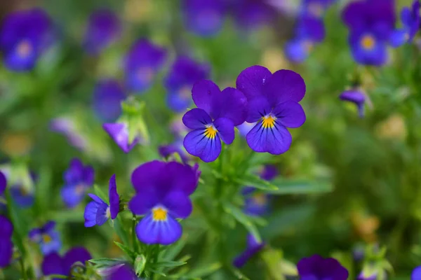 Blue and yellow night violet flowers Pansies like lanterns — Stock Image Blue Yellow Night Violet Flowers Pansies Lanterns Stock Picture