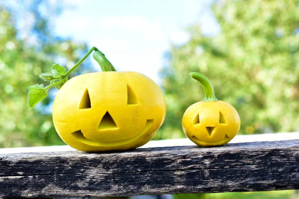 Two yellow pumpkins with carved horns in the garden