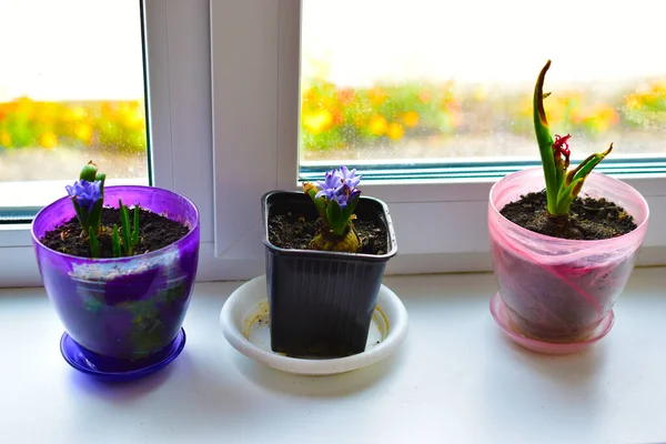 Flower seedlings in pots on the windowsill