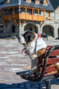 Pedro the Saint Bernard dog is one of the symbols of the city, outside the Centro Civico, San Carlos de Bariloche, Nahuel Huapi National Park, The Lake District, Argentina clipart