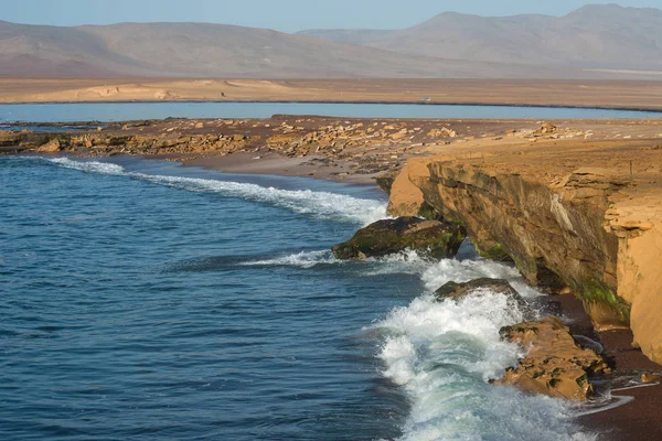 Reserva Nacional Paracas Primer Centro Conservación Marina Perú Refieren Prolífica — Foto de Stock