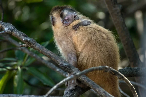 Female Capuchin Monkey Baby Her Back Atins Maranhao State Brazil — Stock Photo, Image