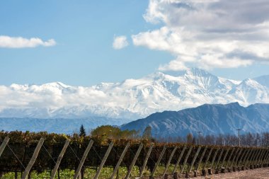 Early morning in the late autumn: Volcano Aconcagua Cordillera and Vineyard. Andes mountain range, in the Argentine province of Mendoz clipart