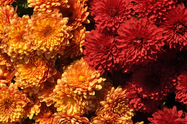 Счастливое Приветствие Осенние Желтые Красные Хризантемы — стоковое фото