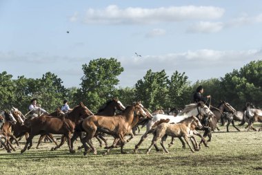 San Antonio de Areco, İl Buenos Aires, Arjantin - 10 Kasım 2012: Gaucho (Güney Amerikalı kovboy 's ikamet o Güney Amerika'da Pampa) geleneksel Gauchos bayram sırasında (İspanyolca - Fies şehir merkezinden at sürüsü sürücüler