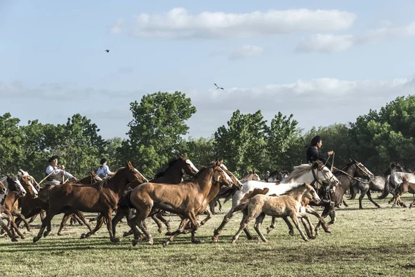 San Antonio de Areco, İl Buenos Aires, Arjantin - 10 Kasım 2012: Gaucho (Güney Amerikalı kovboy 's ikamet o Güney Amerika'da Pampa) geleneksel Gauchos bayram sırasında (İspanyolca - Fies şehir merkezinden at sürüsü sürücüler