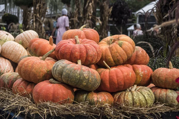 Hálaadás Napja Halloween Sütőtök Piacon Stock Fotó