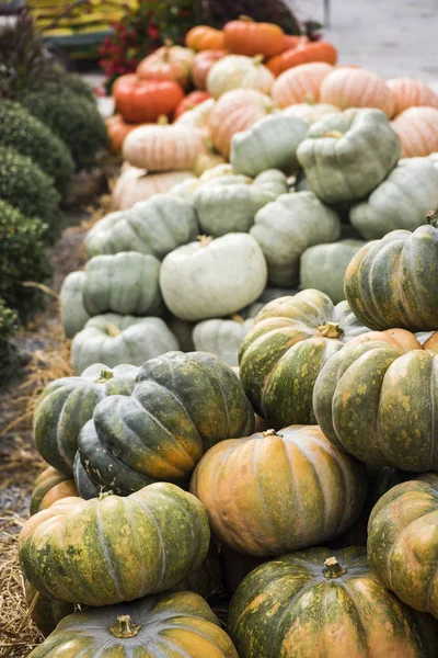 Mercado Abóboras Para Dia Ação Graças Halloween Imagens De Bancos De Imagens Sem Royalties