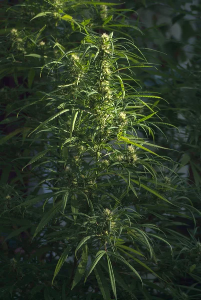 Maconha Cultivada Para Fins Médicos Uruguai Fotos De Bancos De Imagens