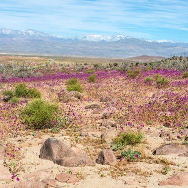 Şili Atacama 'da çiçek açan çöl (İspanyolca: desierto florido). Olay El Nino fenomeniyle ilgili.