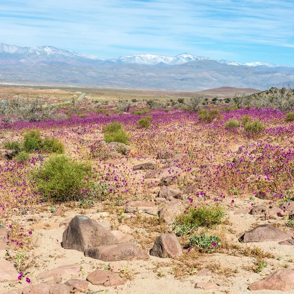 チリアタカマの開花砂漠 スペイン語 Deeserto Florido イベントはエルニーニョ現象に関連しています — ストック写真
