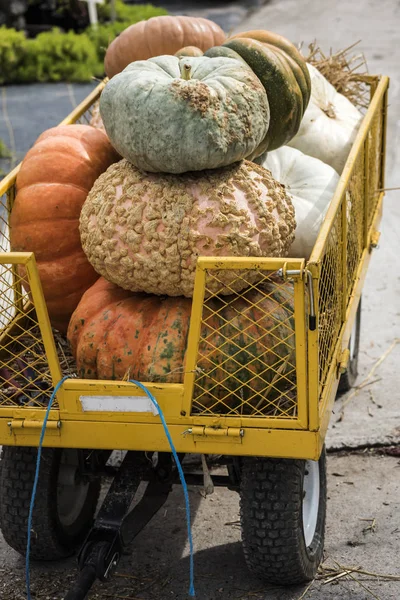 Dynie na targu rolników w święta Halloween, nas — Zdjęcie stockowe