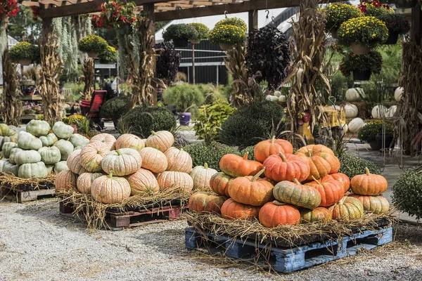 Dynie na targu rolników w święta Halloween, nas — Zdjęcie stockowe