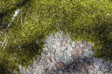 Taş üzerinde orman yosun.