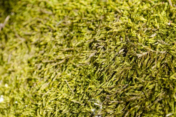 Forest moss. Nature. — Stock Photo, Image