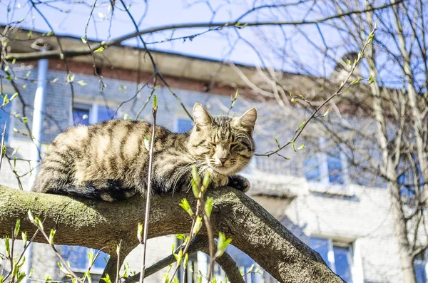 Бездомная кошка лежит на дереве . — стоковое фото