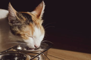 Aç Tricolor kedi kuru yiyecek yiyin. Sağlıklı. Bütünsel.