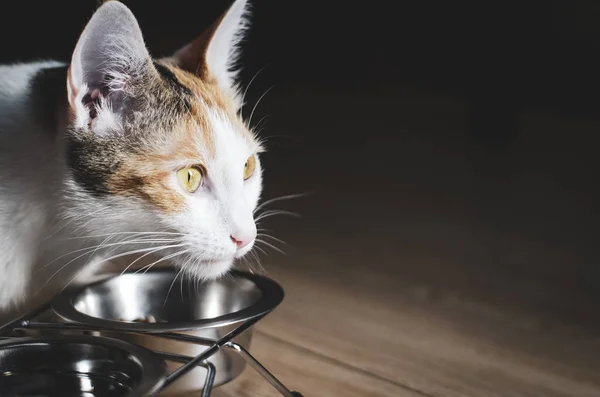 Hungry tricolor cat eat dry food. Healthy. Holistic.