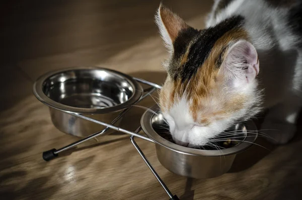 Hungry tricolor cat eat dry food. Healthy. Holistic.