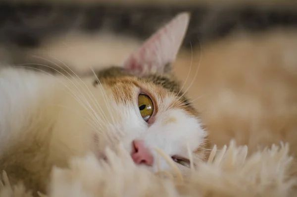 Tricolor domestic cat. Lazy sleepy pet. Close-up.