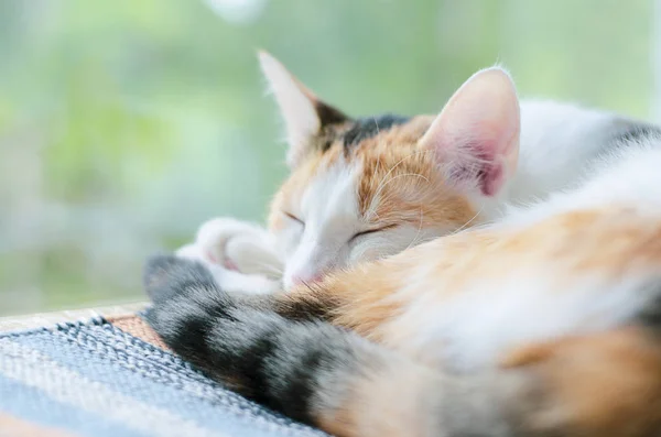 Gato tricolor durmiendo cerca de la ventana. Perezoso . — Foto de Stock