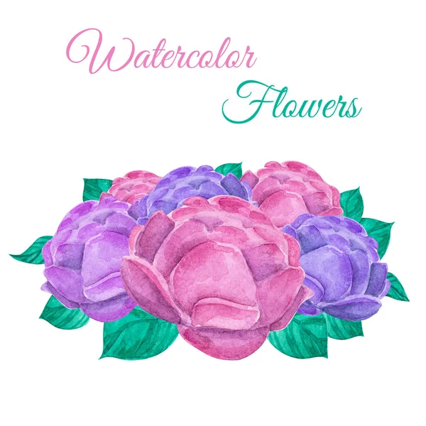 Watercolor peony. Isolated drawing on white background.