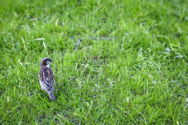 Küçük Serçe çimenlerde. Park. Yaban hayatı.