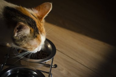 Aç Tricolor kedi kuru yiyecek yiyin. Sağlıklı. Bütünsel.