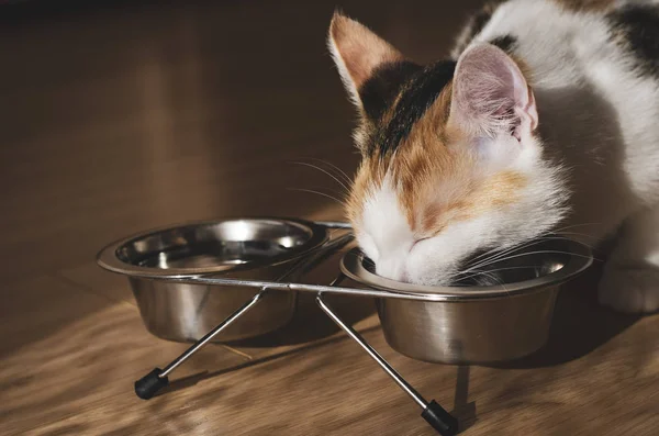 Hungry tricolor cat eat dry food. Healthy. Holistic.