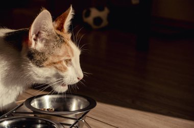 Aç Tricolor kedi kuru yiyecek yiyin. Sağlıklı. Bütünsel.