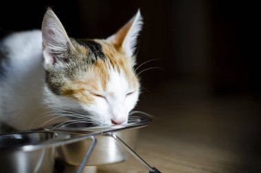 Aç Tricolor kedi kuru yiyecek yiyin. Sağlıklı. Bütünsel.