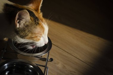 Aç Tricolor kedi kuru yiyecek yiyin. Sağlıklı. Bütünsel.