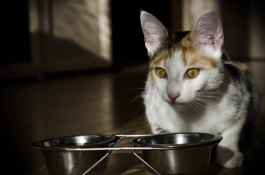 Aç Tricolor kedi kuru yiyecek yiyin. Sağlıklı. Bütünsel.