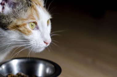 Aç Tricolor kedi kuru yiyecek yiyin. Sağlıklı. Bütünsel.