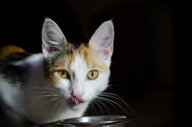 Aç Tricolor kedi kuru yiyecek yiyin. Sağlıklı. Bütünsel.