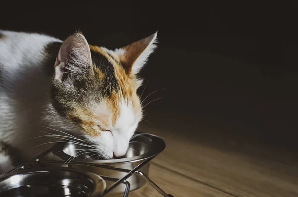 Hungry tricolor cat eat dry food. Healthy. Holistic.