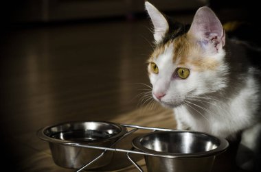 Aç Tricolor kedi kuru yiyecek yiyin. Sağlıklı. Bütünsel.