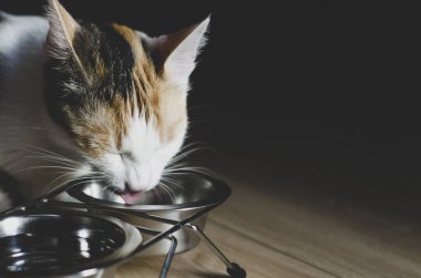 Aç Tricolor kedi kuru yiyecek yiyin. Sağlıklı. Bütünsel.