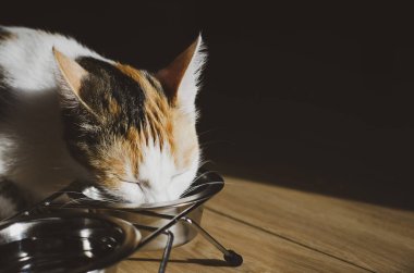 Aç Tricolor kedi kuru yiyecek yiyin. Sağlıklı. Bütünsel.