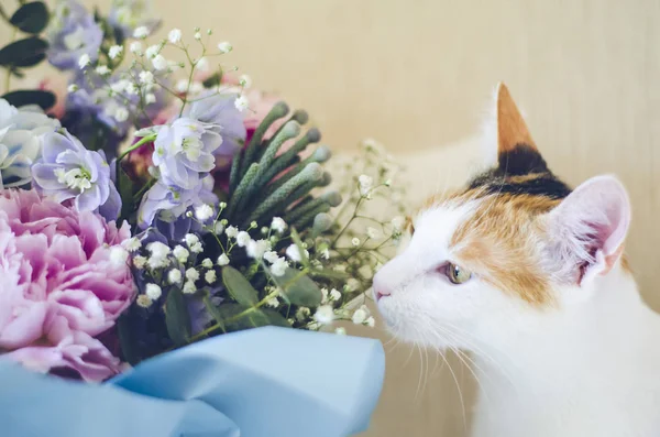Трёхцветная домашняя кошка нюхает цветы. Главная страница — стоковое фото