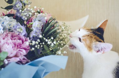 Üç renkli evcil kedi çiçekleri ısırır. Peonies.