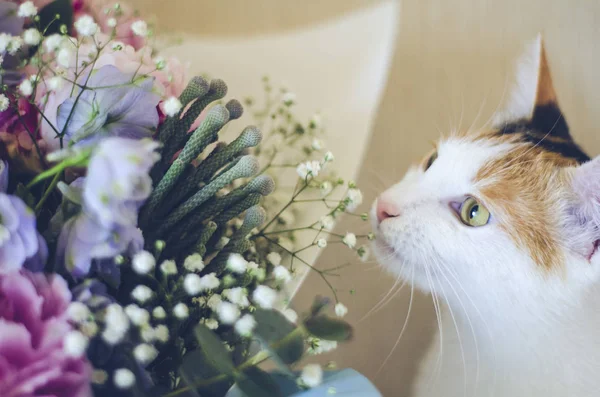 Tricolor binnenlandse kat snuiven de bloemen. Home — Stockfoto
